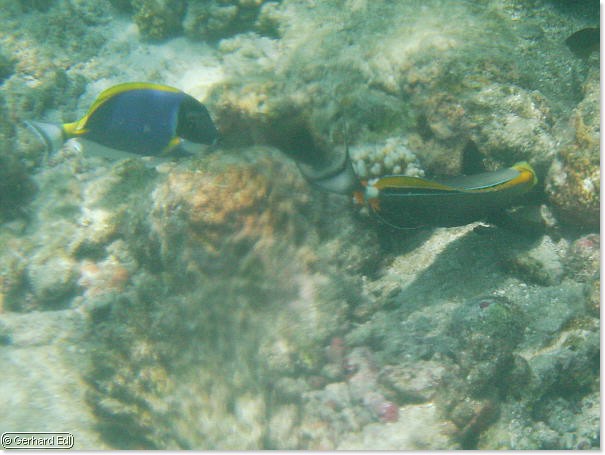 fische_271.jpg