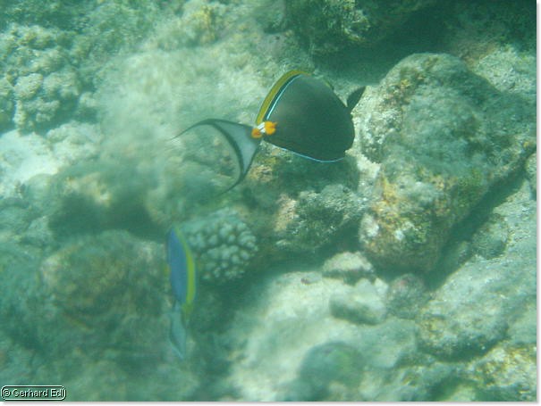 fische_279.jpg