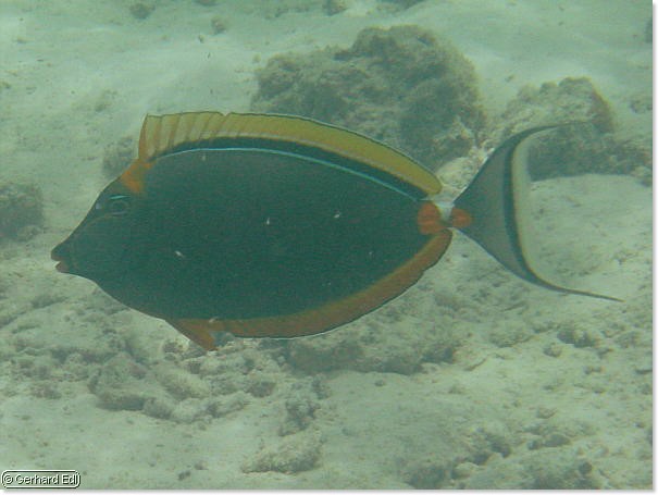 fische_289.jpg