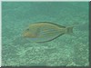 fische_001.jpg