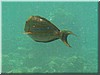 fische_032.jpg