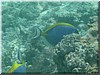 fische_034.jpg