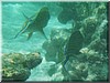 fische_043.jpg