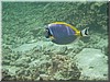 fische_105.jpg
