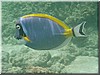 fische_106.jpg