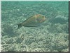 fische_109.jpg