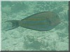 fische_110.jpg