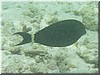 fische_122.jpg