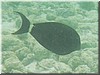 fische_123.jpg