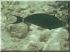 fische_126.jpg