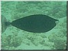 fische_127.jpg