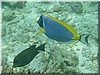 fische_130.jpg