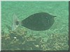 fische_131.jpg