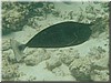 fische_132.jpg
