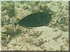 fische_133.jpg