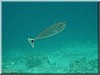 fische_150.jpg