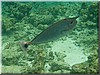 fische_151.jpg