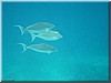 fische_167.jpg