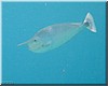 fische_169.jpg