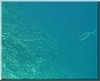 fische_170.jpg
