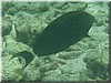 fische_173.jpg