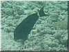fische_188.jpg