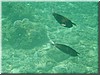 fische_212.jpg