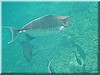 fische_228.jpg