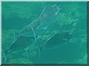 fische_233.jpg