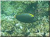 fische_238.jpg
