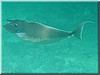 fische_256.jpg