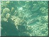 fische_263.jpg