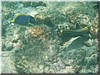fische_271.jpg