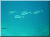 fische_282.jpg
