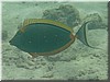 fische_289.jpg