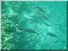 fische_300.jpg