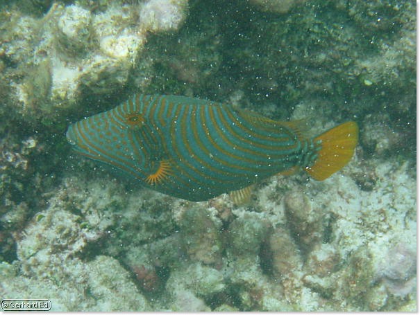 fische_066.jpg