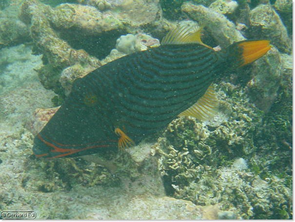 fische_074.jpg