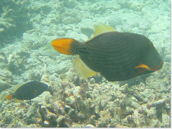 fische_100.jpg
