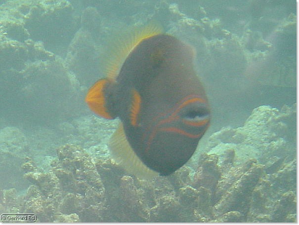 fische_101.jpg