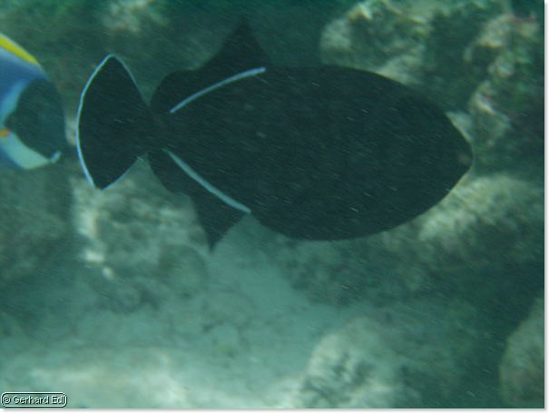 fische_102.jpg