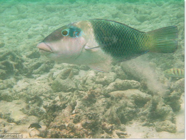 fische_120.jpg