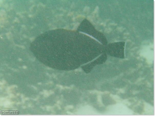 fische_134.jpg