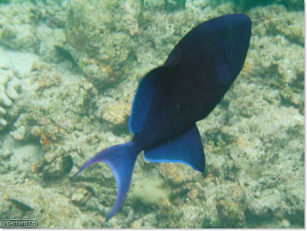 fische_155.jpg