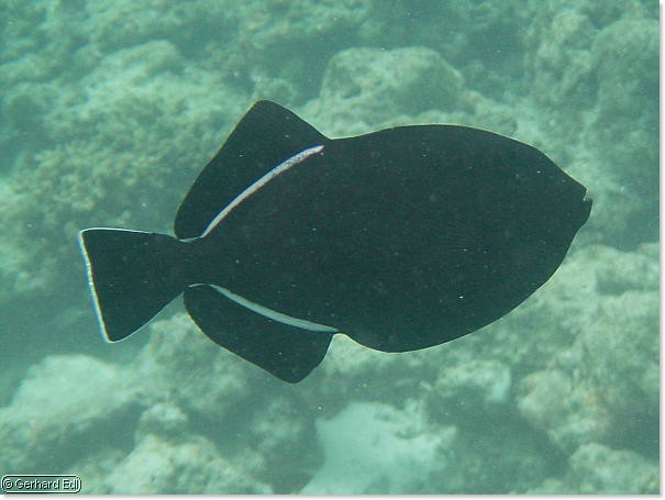 fische_166.jpg