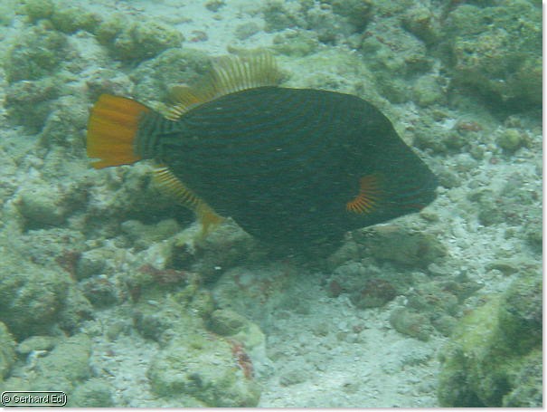 fische_181.jpg