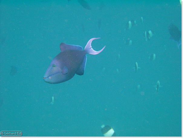 fische_197.jpg
