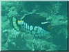 fische_028.jpg