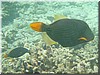 fische_100.jpg