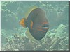 fische_101.jpg